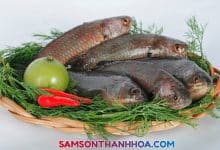 Cá rô đầm sét xứ Thanh