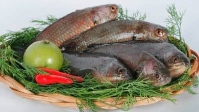 Cá rô đầm sét xứ Thanh