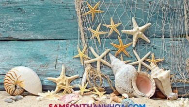 Vỏ ốc biển Sầm Sơn